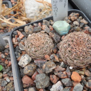 Sulcorebutia albissima HS 24 - Aiquile, to Santiago 2450 m.
