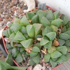 Haworthia retusa