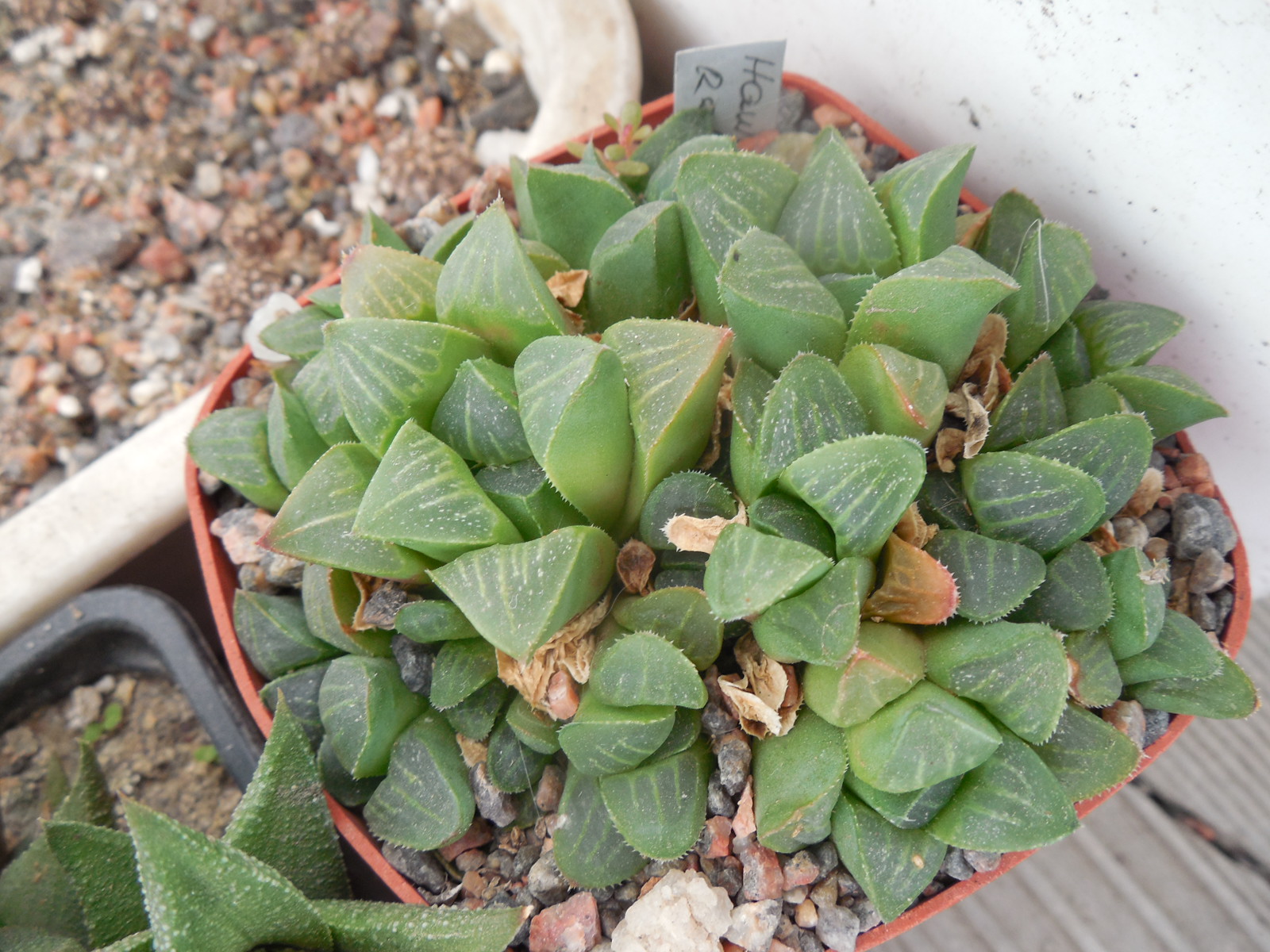 Haworthia retusa