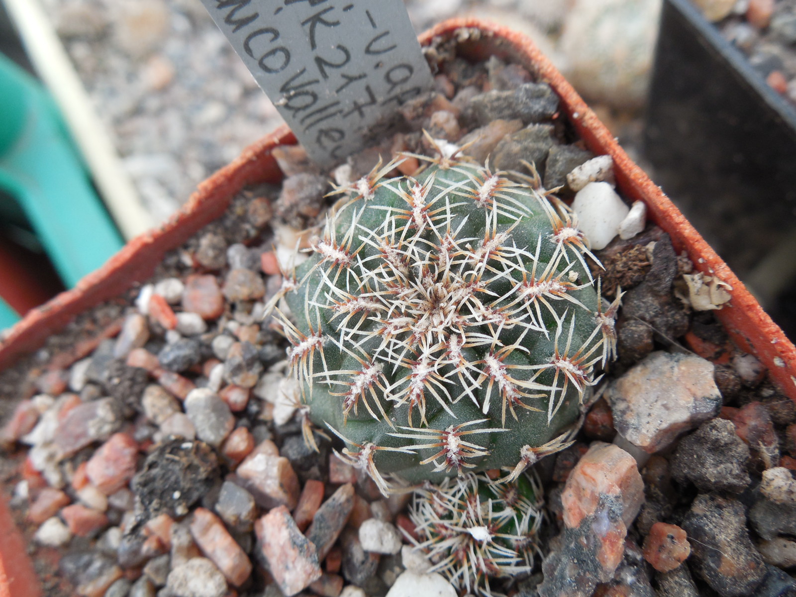 Sulcorebutia canigueralii - v.applanata  VK 217 A