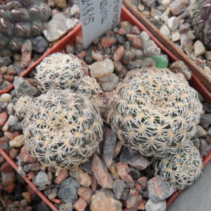 Sulcorebutia albissima JP 1815