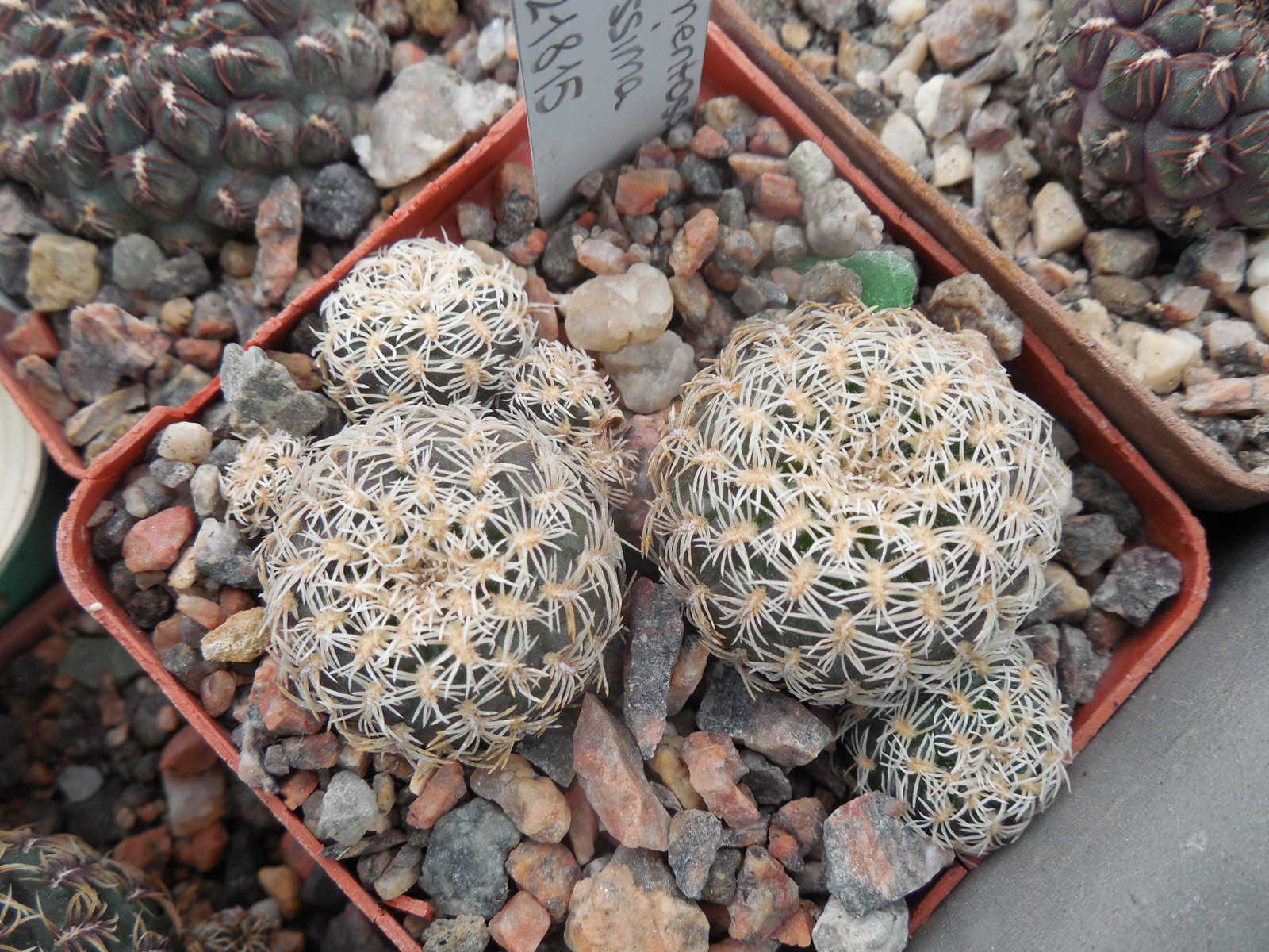 Sulcorebutia albissima JP 1815