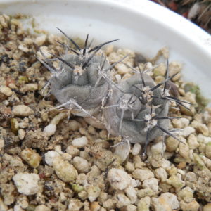 Pyrrhocactus villicumensis LF 139 - Bercht -