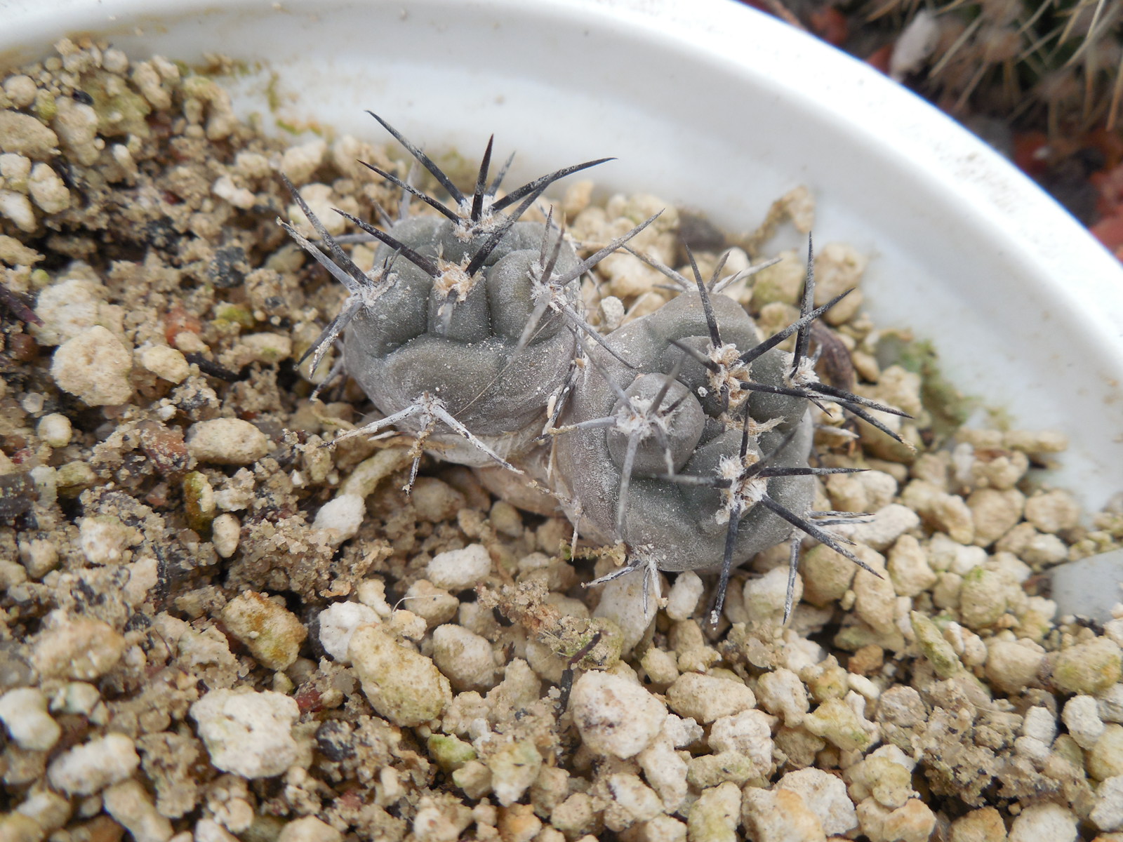 Pyrrhocactus villicumensis LF 139 - Bercht -