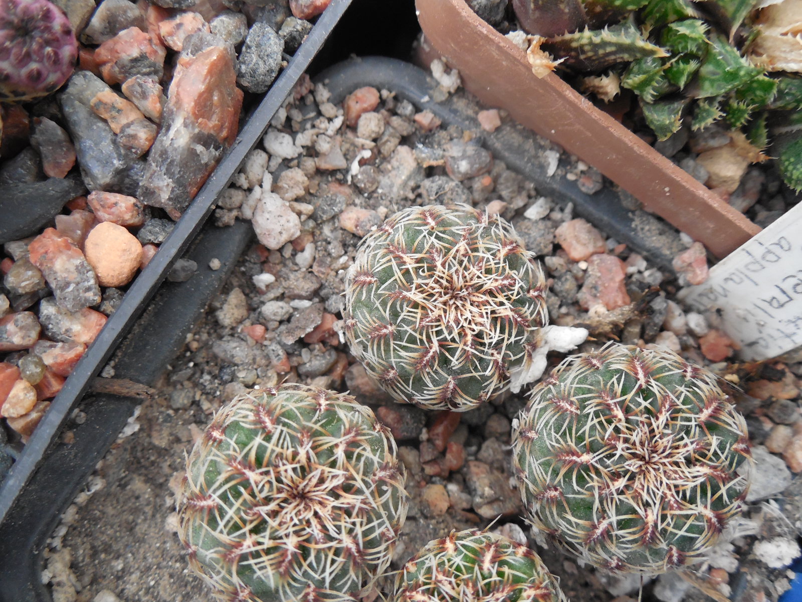 Sulcorebutia canigueralii - v.applanata  VK 217 A