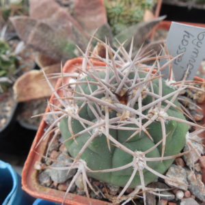 Gymnocalycium hossei