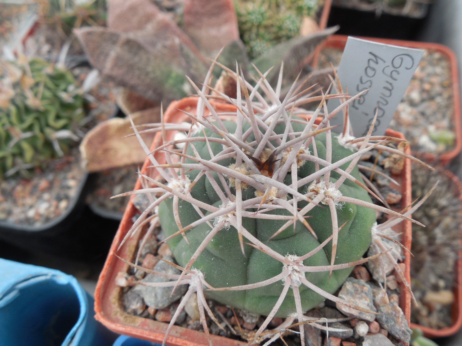 Gymnocalycium hossei