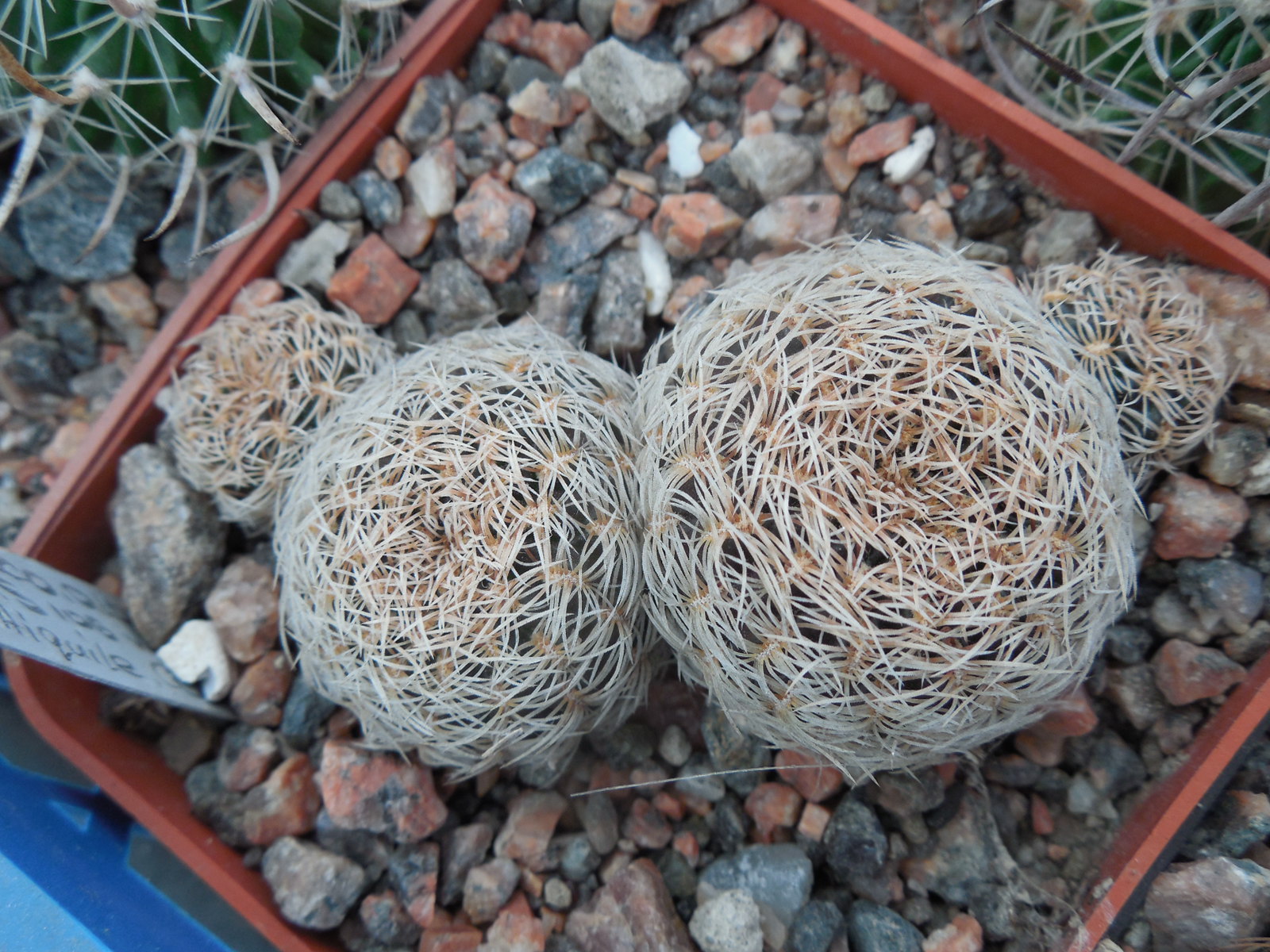 Sulcorebutia albissima HS 106 w. off Aiquile, Cochabamba