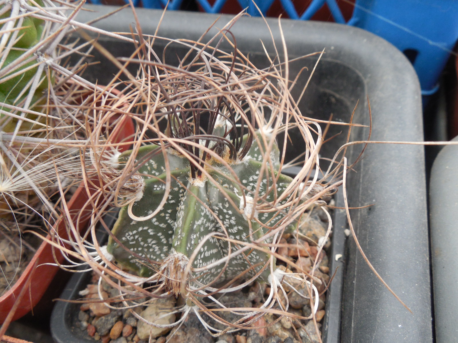 Astrophytum capricorne - v.minor SB 1171 - MG -