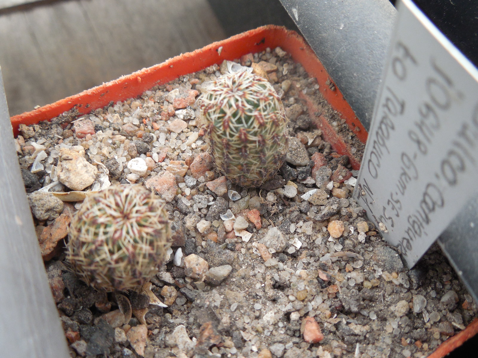 Sulcorebutia canigueralii JO648 6 km.SE Sucre to Tarabuco