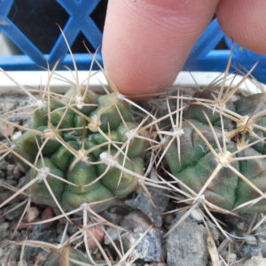 Gymnocalyciun anisitsii - v.pseudomalacocarpus VOS 051