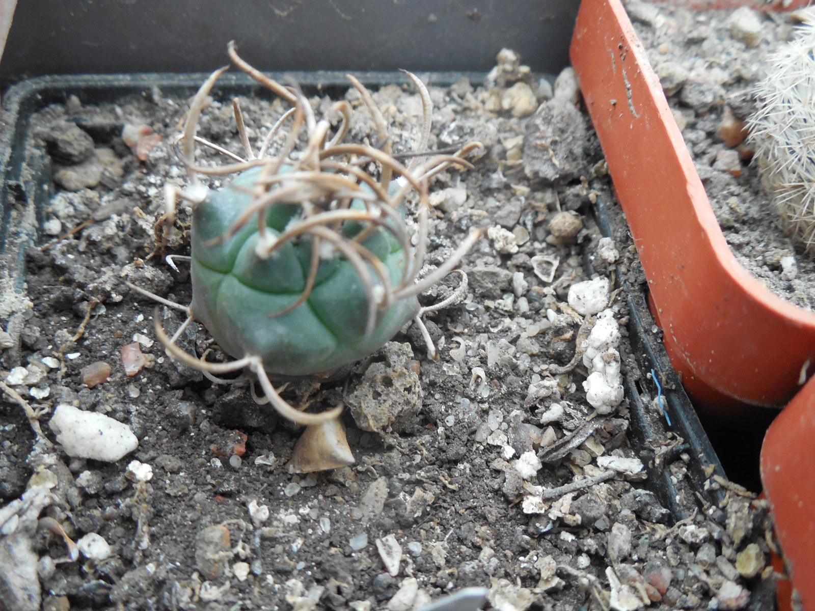 Turbinicarpus macrochele MZ 071 - Soledad, SLP - Stanik