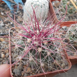 Ferocactus hamatacanthus  JRT 4401 - Glass Mts. Tx. MG