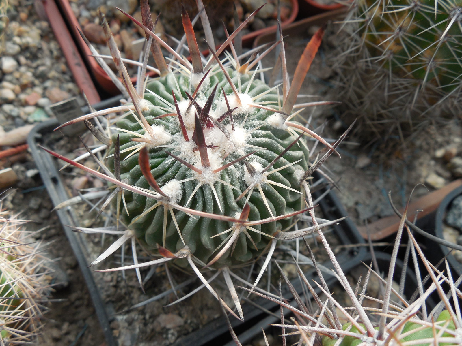 Echinofossulocactus spec.  - L.Bercht -