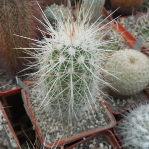 Echinocereus stramineus - v. ocidentalis PP 1531 - Ejido Lusio Blanco, Coah - PP -
