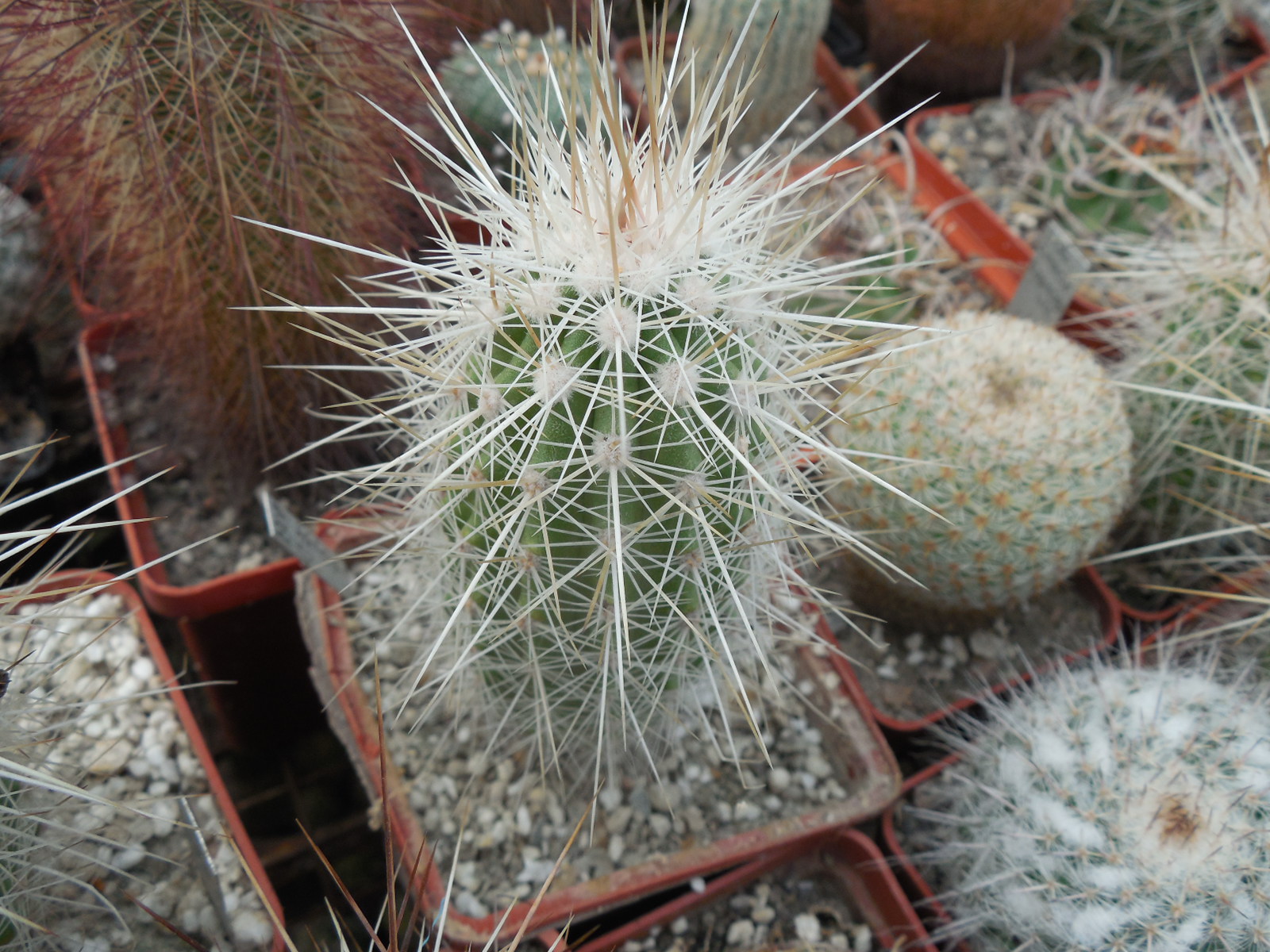 Echinocereus stramineus - v. ocidentalis PP 1531 - Ejido Lusio Blanco, Coah - PP -