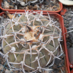 Gymnocalycium riojense (stellatum - v.paucispinum)