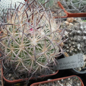 Echinomastus unguispinus SB1727 Rio Nazas, Dur, heavy grey spines - not grafted