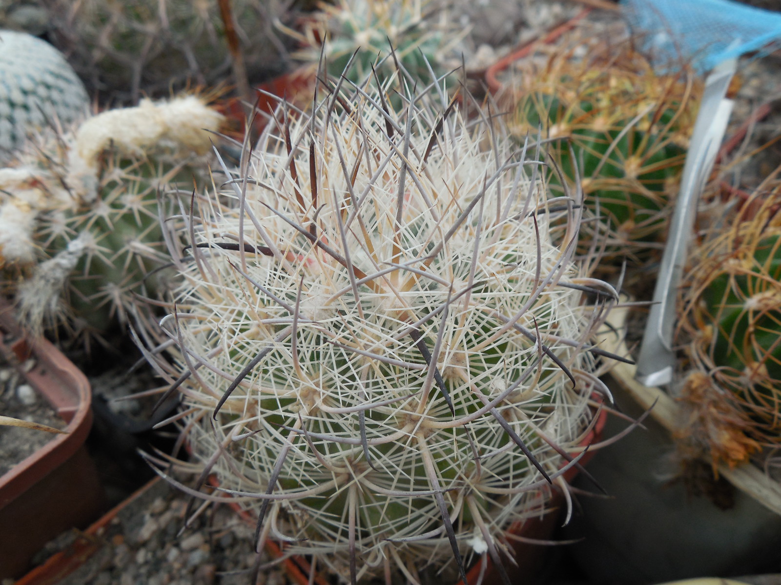 Echinomastus unguispinus  GL 607 - s Jimenez, Chih. MG -  not grafted -