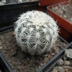 Echinocereus reichenbachii SB 387 - Kimble Co. Tx. /18/ to - 23*C - hearly flat. - MG -