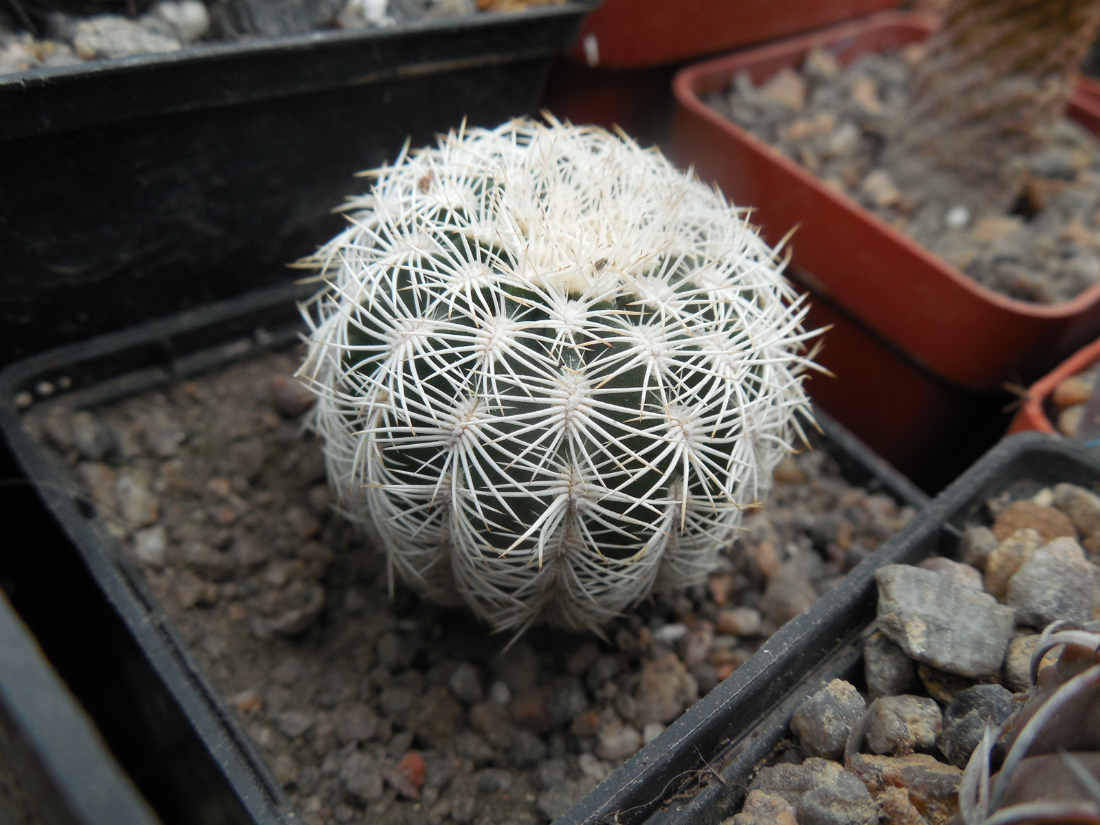 Echinocereus reichenbachii SB 387 - Kimble Co. Tx. /18/ to - 23*C - hearly flat. - MG -