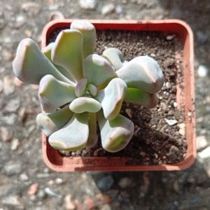 Echeveria Cupid