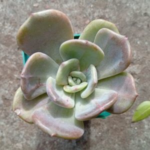 Echeveria Titan ( hybr Ermak Olga) (2)