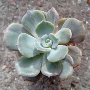 Echeveria Titan ( hybr Ermak Olga)1