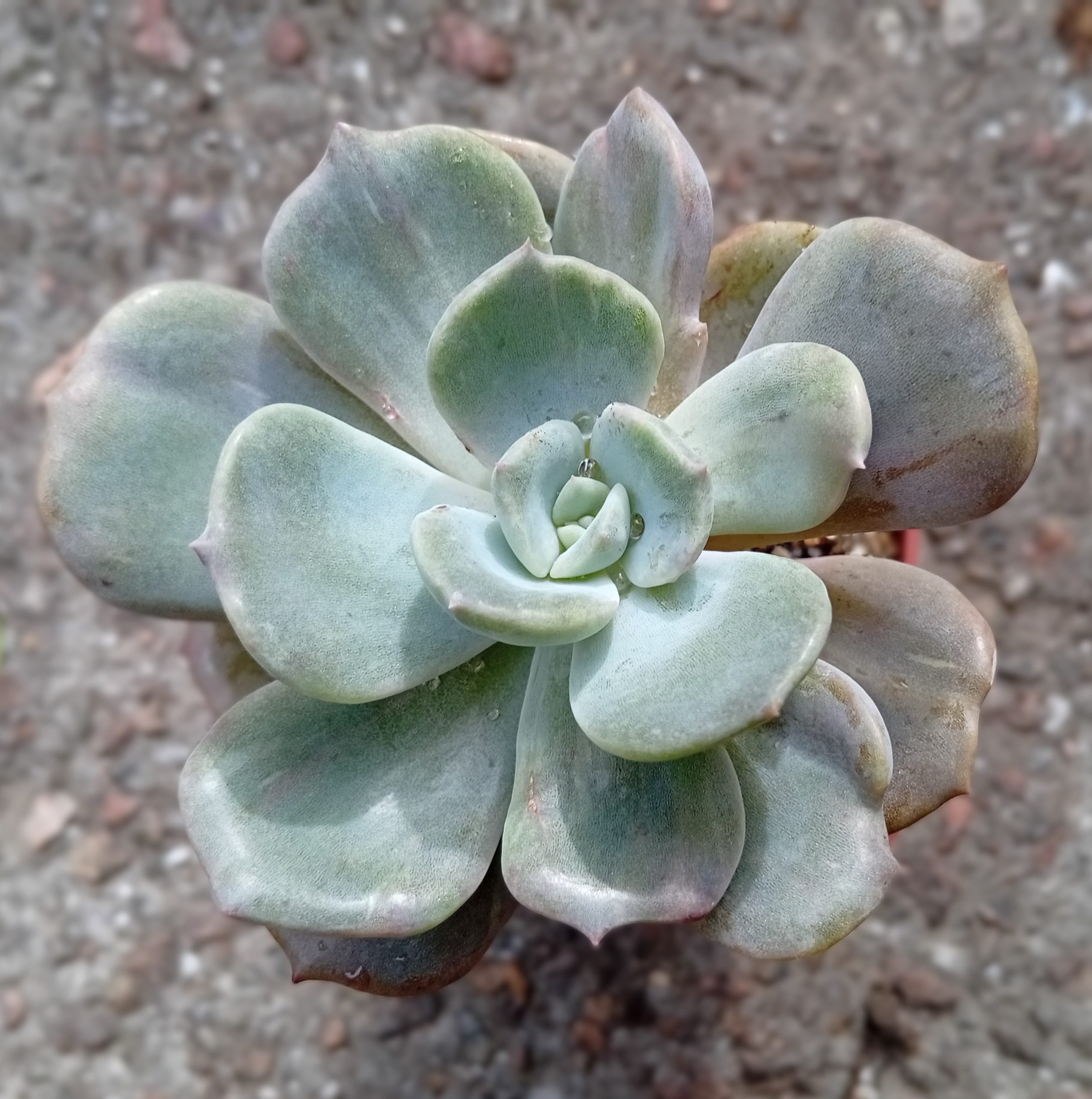 Echeveria Titan ( hybr Ermak Olga)1