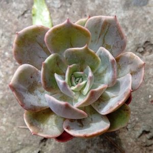 Echeveria hybr ( Ermak Olga) (2)