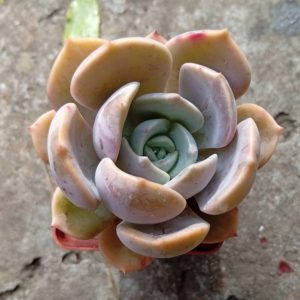 Echeveria latte Rose
