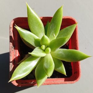 Echeveria tolimanensis Green