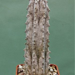 Euphorbia-abdelkuri-3
