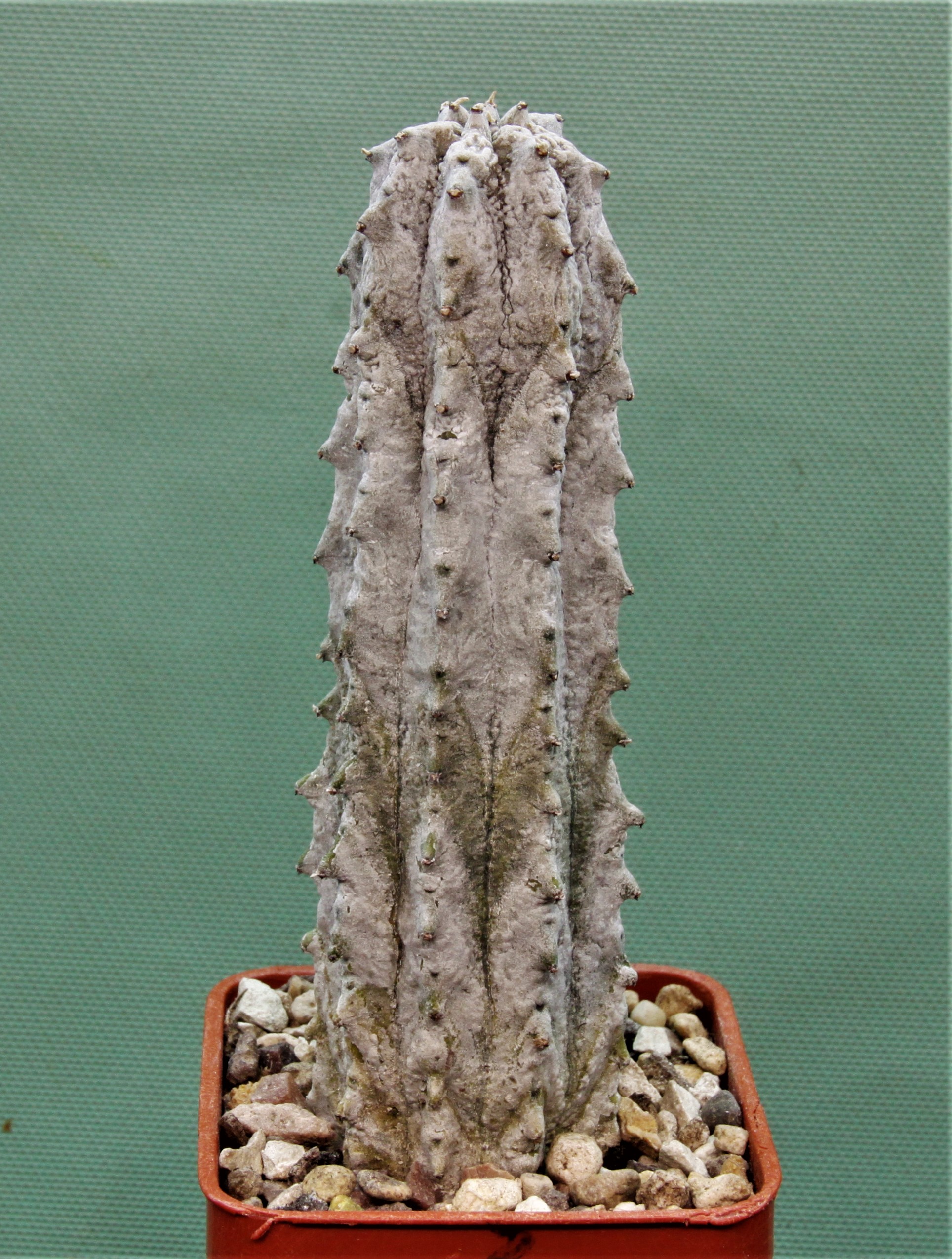 Euphorbia-abdelkuri-3