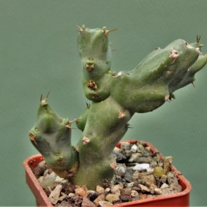 Euphorbia-civicola-1