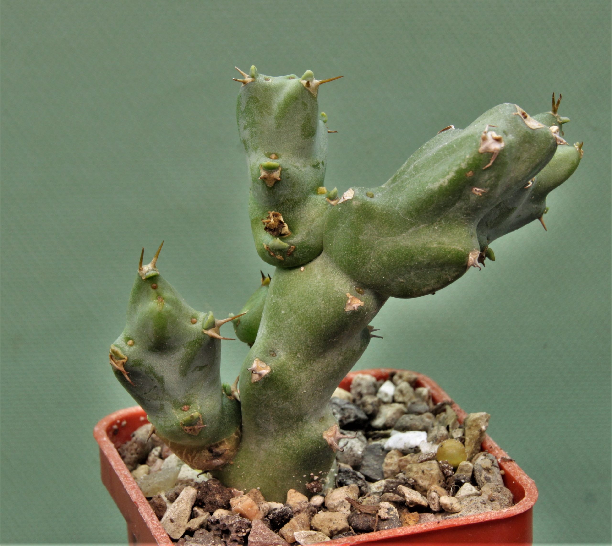 Euphorbia-civicola-1