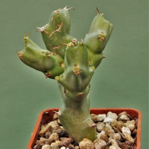Euphorbia-civicola-2