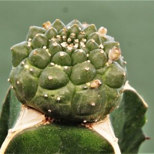 Euphorbia-gymnocalycioides.