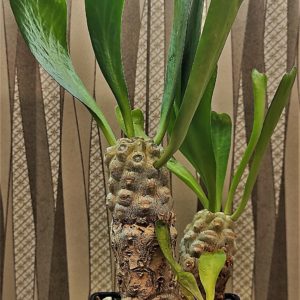 Euphorbia-sapinii