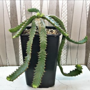 Euphorbia-stellata-1.