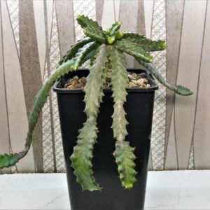 Euphorbia-stellata-2