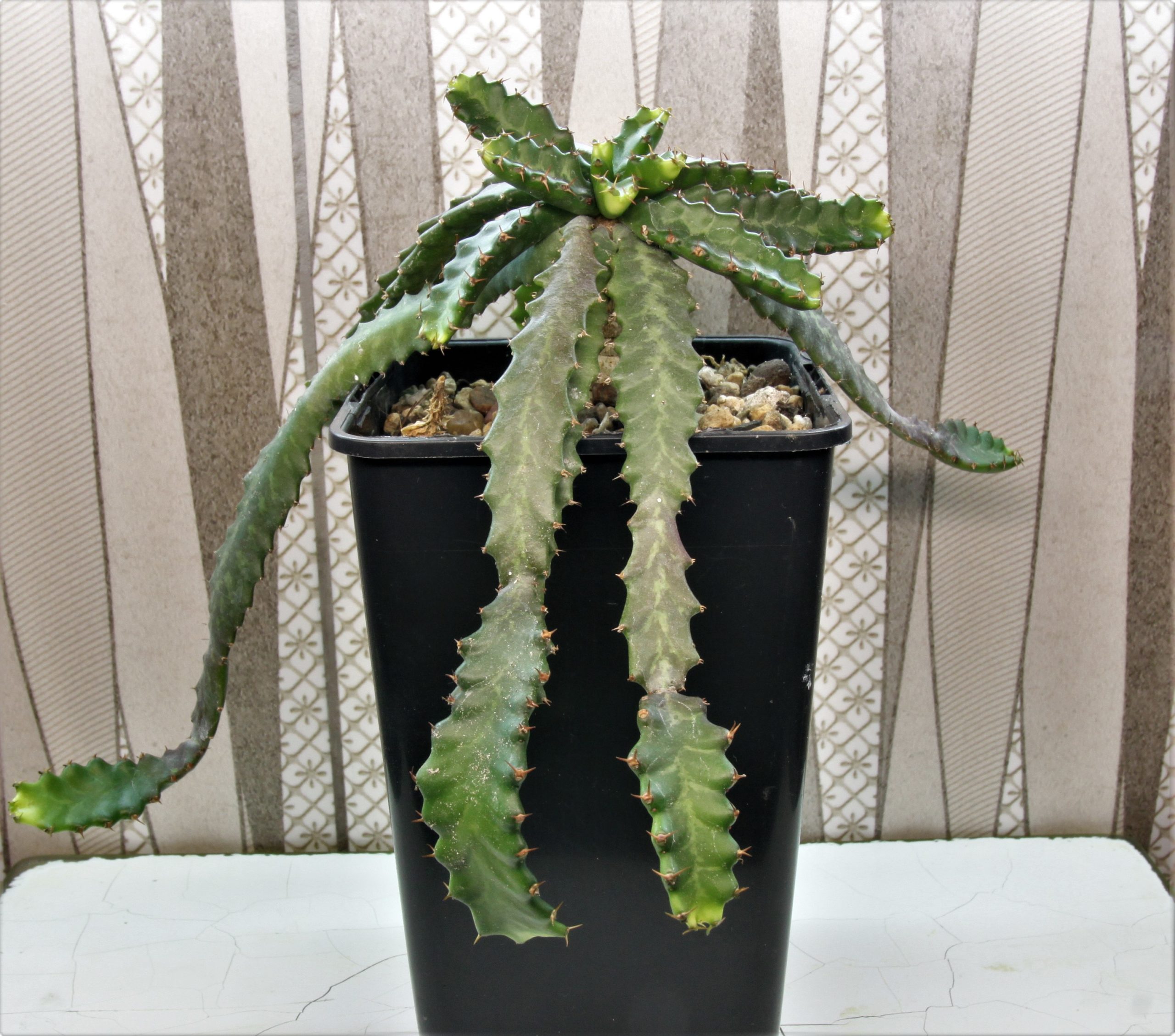 Euphorbia-stellata-2