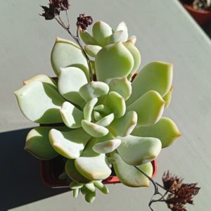 Graptoveria A Grim One