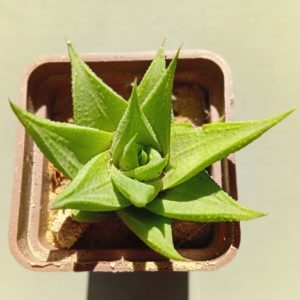 Haworthia limifolia Green