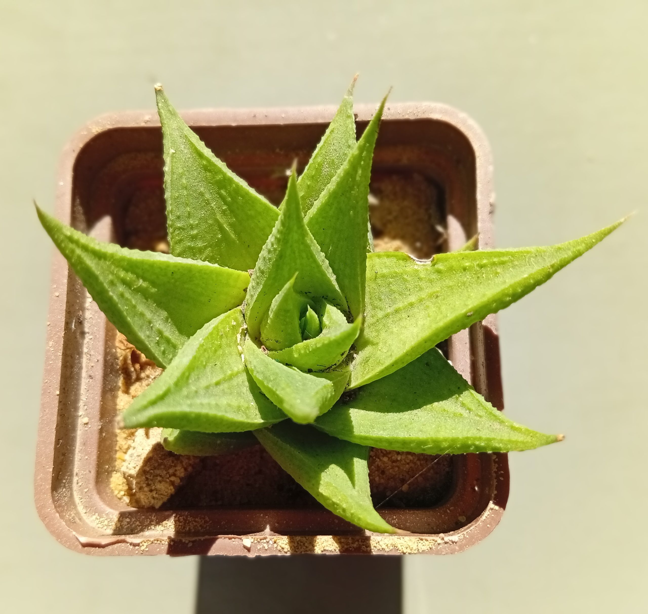 Haworthia limifolia Green