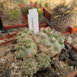 Copiapoa leonensis