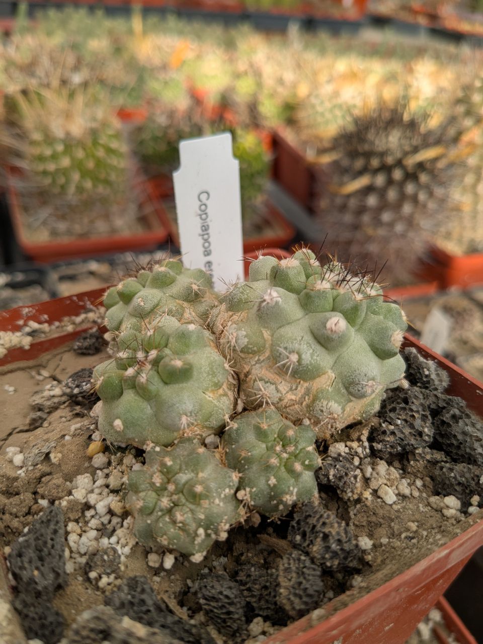 Copiapoa leonensis