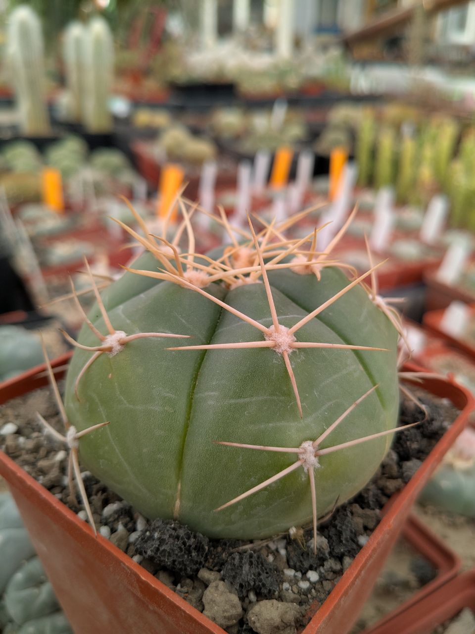 Gymnocalycium horstii