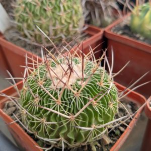 Stenocactus multicostatus 2005р.