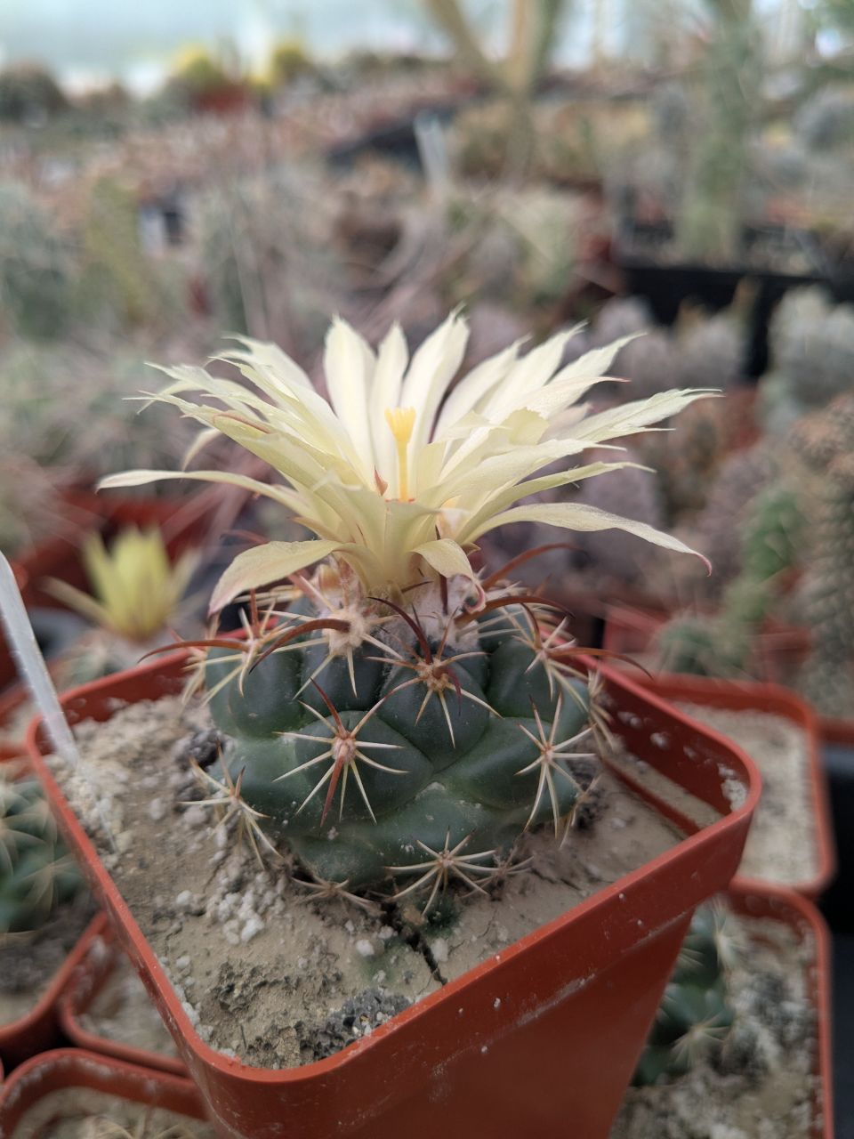 Coryphantha bumamma x pallida
